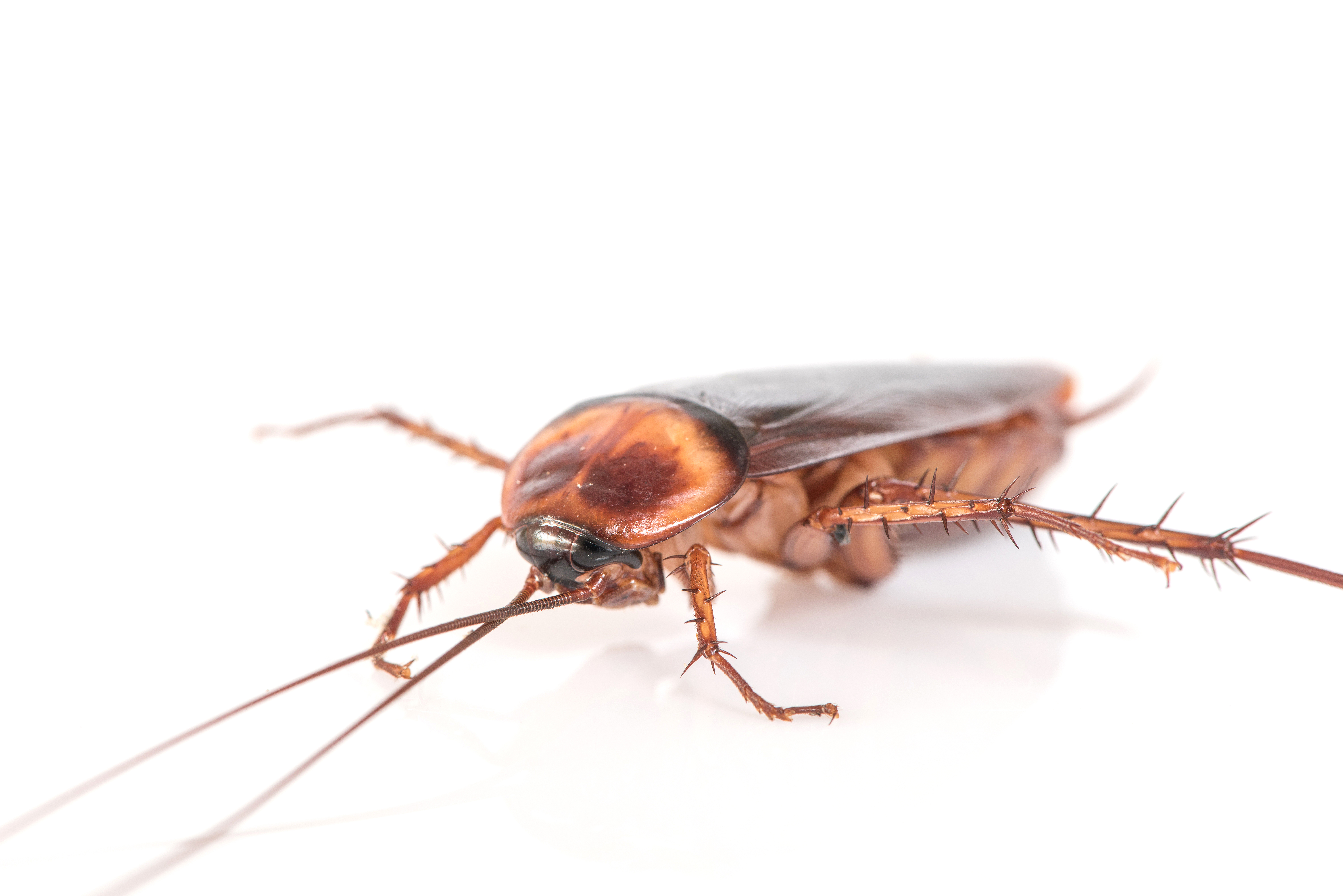 Cockroach control icon
